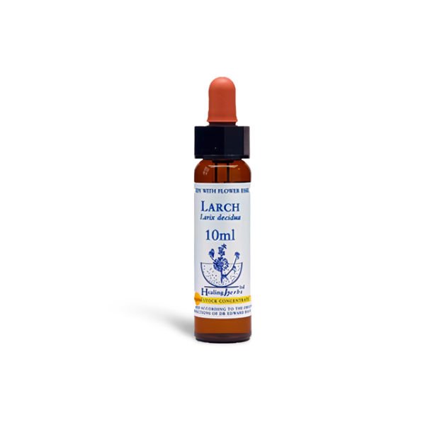 Larch